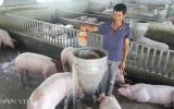 Giá lợn hôm nay 4.9: Ba miền tăng nhẹ do Trung Quốc mua trở lại?