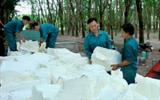 Giá mủ cao su đạt xấp xỉ 50 triệu đồng/tấn