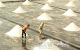Giá muối tại Bạc Liêu tăng mạnh, chủ vựa 'găm hàng'