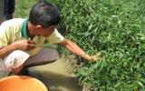 Giá ớt ở Tây Ninh giảm sâu