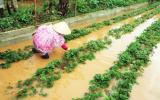 Giá rau Đà Lạt tăng vọt sau bão số 12