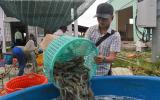 Giá tôm đầu vụ ở mức cao, nông dân phấn khởi