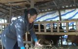Giải pháp chăm sóc gia súc gia cầm trong mùa mưa bão