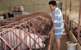 Giải quyết bài toán nông sản bế tắc đầu ra: Không sạch là chết