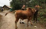 Gian nan đưa bò Mông thành thương hiệu bò 'Kobe Việt'