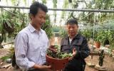 Giò lan đột biến gen giá 100 triệu hiếm có
