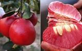 Giới thiệu các giống Bưỏi đang được ưa chuộng hiện nay