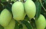 Hai cây xoài trăm tuổi cho thu nhập 100 triệu đồng/năm