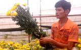 Hoa cúc Đà Lạt tăng giá trong tháng Ngâu