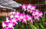 Hướng dẫn kỹ thuật trồng lan dendrobium ra hoa đẹp