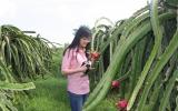 Hướng dẫn phương pháp bón phân Văn Điển cho cây Thanh Long