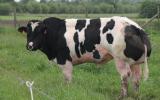 Hướng dẫn tạo các giống bò chuyên thịt ở Việt Nam