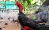 Khám phá 'vương quốc' gà chọi vùng châu thổ sông Cửu Long