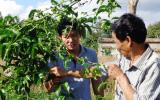 Khổ vì giống chanh dây mập mờ
