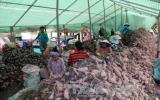 Khoai lang giảm giá, nông dân Hòn Đất thua lỗ nặng