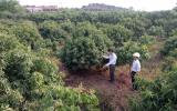 Không ồ ạt chuyển vải sang cây trồng khác