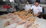 Khuyến cáo người tiêu dùng không nên ham rẻ mua gia cầm trôi nổi