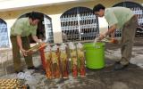 Kon Tum: Tiêu hủy Sâm Ngọc Linh không rõ nguồn gốc, trị giá gần 300 triệu đồng