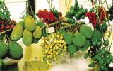 Kỹ thuật bón phân theo giai đoạn cho cây ăn trái