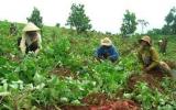 Kỹ thuật canh tác khoai lang