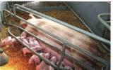 Kỹ thuật chăm sóc heo con: Đừng để bị đánh lừa bởi vẻ bề ngoài