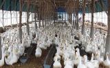 Kỹ thuật chăn nuôi vịt thịt