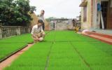 Kỹ thuật gieo mạ khay