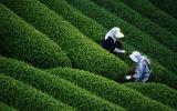 Kỹ thuật mới ươm trồng cao sản Chè đắng (phần 3)