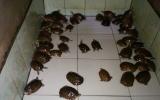 Kỹ thuật nhân giống rùa