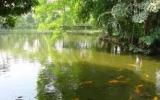 Kỹ thuật nuôi cá ao nước tĩnh