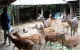 Kỹ thuật nuôi dưỡng hươu sao