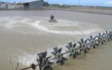 Kỹ thuật nuôi tôm sú bán thâm canh, thâm canh