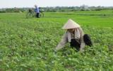 Kỹ thuật sản xuất đậu tương đông bằng phương pháp gieo vãi trên đất lúa
