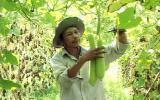 Kỹ thuật trồng Bầu