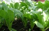 Kỹ thuật trồng Cải Ngọt an toàn
