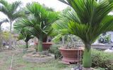 Kỹ thuật trồng cây cau lùn dáng đẹp, quả sai