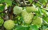 Kỹ thuật trồng cây Na