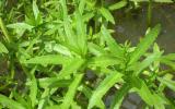 Kỹ thuật trồng cây rau ngổ