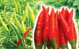 Kỹ thuật trồng giống Ớt cay Chỉ Thiên 108