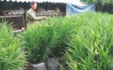 Kỹ thuật trồng gừng trong giỏ tre