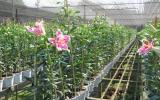 Kỹ thuật trồng hoa Ly( Lily)