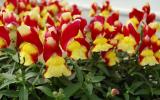 Kỹ thuật trồng hoa mõm sói Antirrhinum