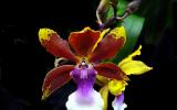 Kỹ thuật trồng lan Vũ Nữ - Oncidium