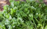 Kỹ thuật trồng ngò rí trong mùa mưa và biện pháp phòng trị bệnh thối nhũn