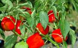 Kỹ thuật trồng ớt ngọt (Capsicum annum L.) theo hướng an toàn