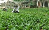 Kỹ thuật trồng rau mùi tàu