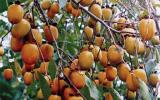 Kỹ thuật trồng và chăm sóc cây Hồng