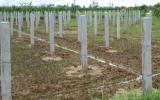 Kỹ thuật trồng và chăm sóc cây thanh long (phần 1)