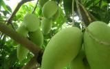 Kỹ thuật trồng và chăm sóc xoài Thái Lan cho quả sai và vị ngọt