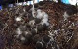 Kỹ thuật trồng và chế biến nấm rơm (Volvariella volvacea)